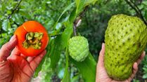 Ramphal, Sitaphal And Hanuman Phal: The Ramayana Link Behind These Seasonal Fruits Isn’t What You Think
