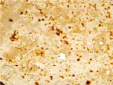 కాలీఫ్లవర్‌ పరోటా