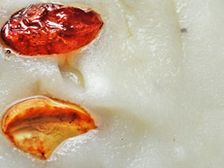 తీపి తీపి కొబ్బరి పాయసం