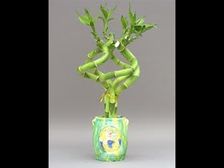 కనకవర్షం కురిపించే ‘ఆ చెట్టు’ మీ ఇంట్లో ఉందా..? 	