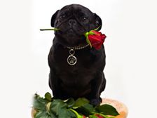 'పగ్' జాతి కుక్కల గురించి మీ కేమి తెలియాలి?