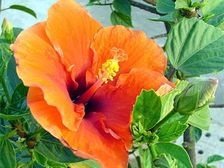 ముద్దొచ్చే మందారం...పెంచాలంటే ఆనందం!