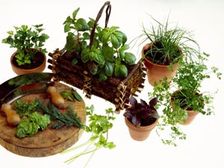 వంటలో ఘుమఘుమలు!