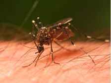 దోమలను తరిమికొట్టండిలా..? 