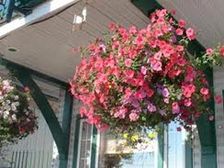 ఇంటికి అందాన్నిచ్చే వేలాడే మొక్కల కుండీలు!