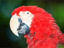 పెంపుడు జంతువులవలన ప్రయోజనాలెన్నో!