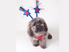 టపాసుల ధ్వనులు - కుక్కల అరుపులు!