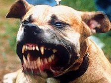 ప్రాణాలు తీసే కుక్కలు!