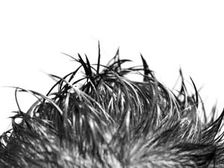 జిడ్డు వెంట్రుకలా..?