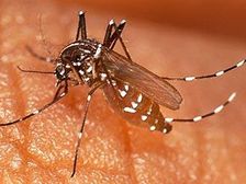 దోమలు ఇష్టపడే లే....లేత రక్తం!