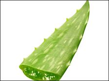 కలబందొక్కటి చాలు..!!