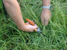      కంటికి మరింత పచ్చగా కనపడాలంటే!