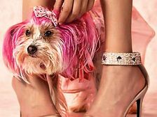 పెంపుడు కుక్కకు పెరిగిన స్టైల్!