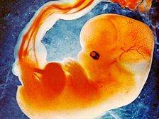 మనోభావాలను పసికట్టే గర్భస్ధ శిశువు!