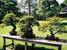 సృష్టికే ప్రతి సృష్టి... బోన్ సాయి గార్డెన్!