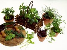 గాలి, నీరు అందితే...ఎదుగుదల అద్భుతం!