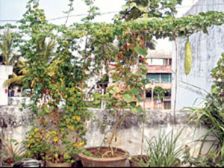 కిచెన్ గార్డెన్ తో ఆరోగ్యమే మహా భాగ్యం..