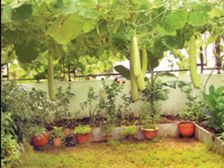 టెర్రస్ తోట..అలసిన మనసుకు ఎంతో ఊరట..!