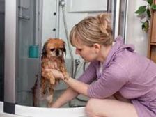 పెంపుడు కుక్కలకు శిక్షణ తప్పనిసరి..