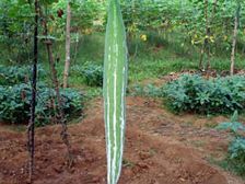 పొట్లకాయతో డయాబెటీస్ నియంత్రణ!