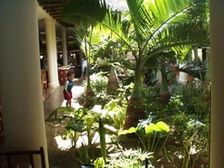 ఆరోగ్యక కరమైన వాతావరణానికి ఇంటికో కొబ్బరి చెట్టు