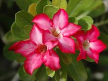 అవుట్ డోర్ డెసర్ట్ రోస్...ఇలాంటి మొక్క ఒక్కటి చాలు