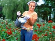 రోజా/గులాబీ మొక్కలను ఎలా నాటాలి? జాగ్రత్తలు ఏంటి