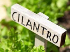 ఇంటి సేద్యం/గార్డెనింగ్ కి అవగాహన ముఖ్యం....