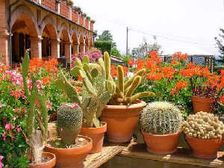 మొదటి సారి మొక్కలను పెంచుకోవాలనుకుంటున్నారా..?