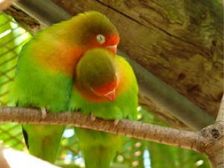 ప్రేమికుల రోజున గిఫ్ట్ గా లవ్ బర్డ్స్...