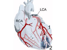 గుండెలో రక్తప్రసరణ ఎలా జరుగుతుంది?