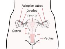 స్త్రీ జననేంద్రియ వ్యవస్థ ఎలా వుంటుంది?
