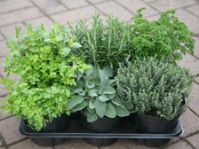 ఇండోర్ హెర్బల్ గార్డెన్ తో లాభాలెన్నో...