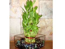 ఈ మొక్కను ఇంట్లో పెంచితే సంపదే...సంపద