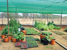 పెరటి మొక్కలకు ఎండ నుండి సంరక్షణ...