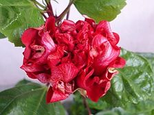 మెత్తని...మృదువైన కేశసౌందర్యానికి మందారం....