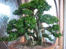 బోన్సాయ్ మొక్కలను ఎలా పెంచాలి..?