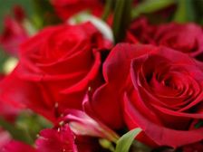 గులబి పువ్వే అందం..చిదిమితే రేకులే....