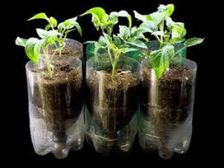 ఇంటి అలంకరణకు..అందానికి..బాటిల్ గార్డెన్..