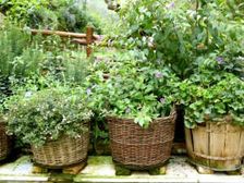 పెరిటి ఔషధాలతో ఇంటిల్లిపాదికి ఆరోగ్యం...!