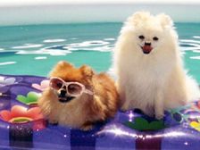 కుక్కల పెంపకంలో వేసవి జాగ్రత్తలు...!