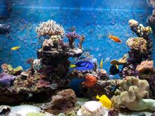  సమ్మర్ లోనూ అక్వేరియం చల్లగా ఉండాలంటే.....?