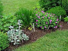 ఇంటి పట్టునే ఆరోగ్యం...పచ్చదనంతో ఆహ్లాదం....!