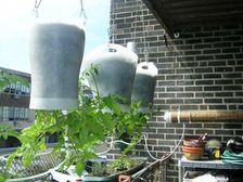 పెరటి తోట సహజ అందాలు పెంచండిలా...!