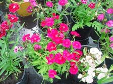 తొక్క...తొటారాలతో మొక్కలకు రక్షణ....!