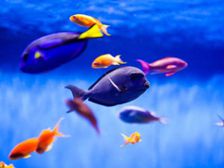 ఆక్వేరియం చేపలను రక్షించే లైటింగ్...!?