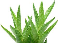 పెరట్లో సుగుణాల రాశి కలబంద ఒక్కటి చాలు...!