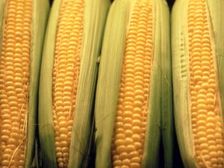 మొక్కజొన్నతో ఆరోగ్య ప్రయోజనాలు!