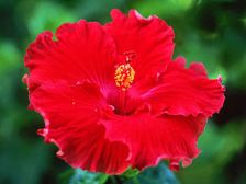 తెల్ల జుట్టుకు చక్కటి కండీషనర్ మందారం-టీ...!