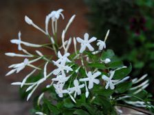 అధిక పరిమళం..ఎక్కువ పూలు...!